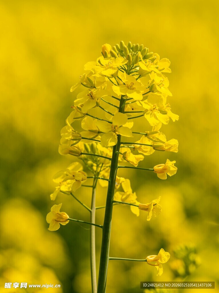 金黄油菜花特写