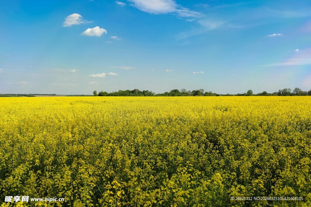 金黄油菜田