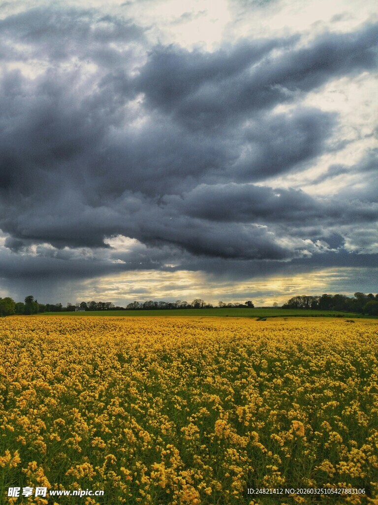 乌云下的金黄花田