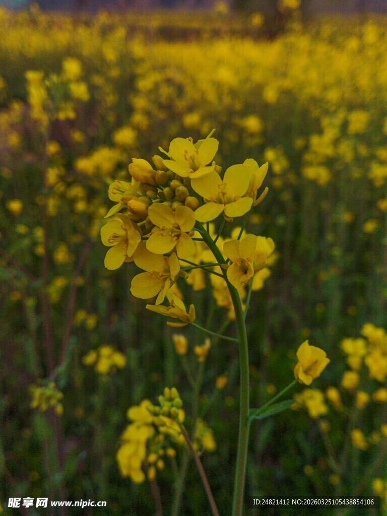 春日油菜花田美景