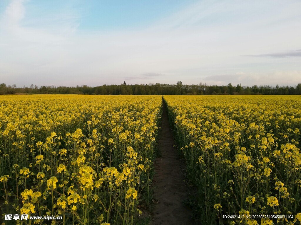金黄油菜花田中的小径