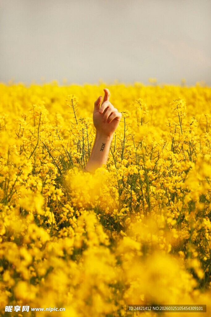 手伸于金黄油菜花田中