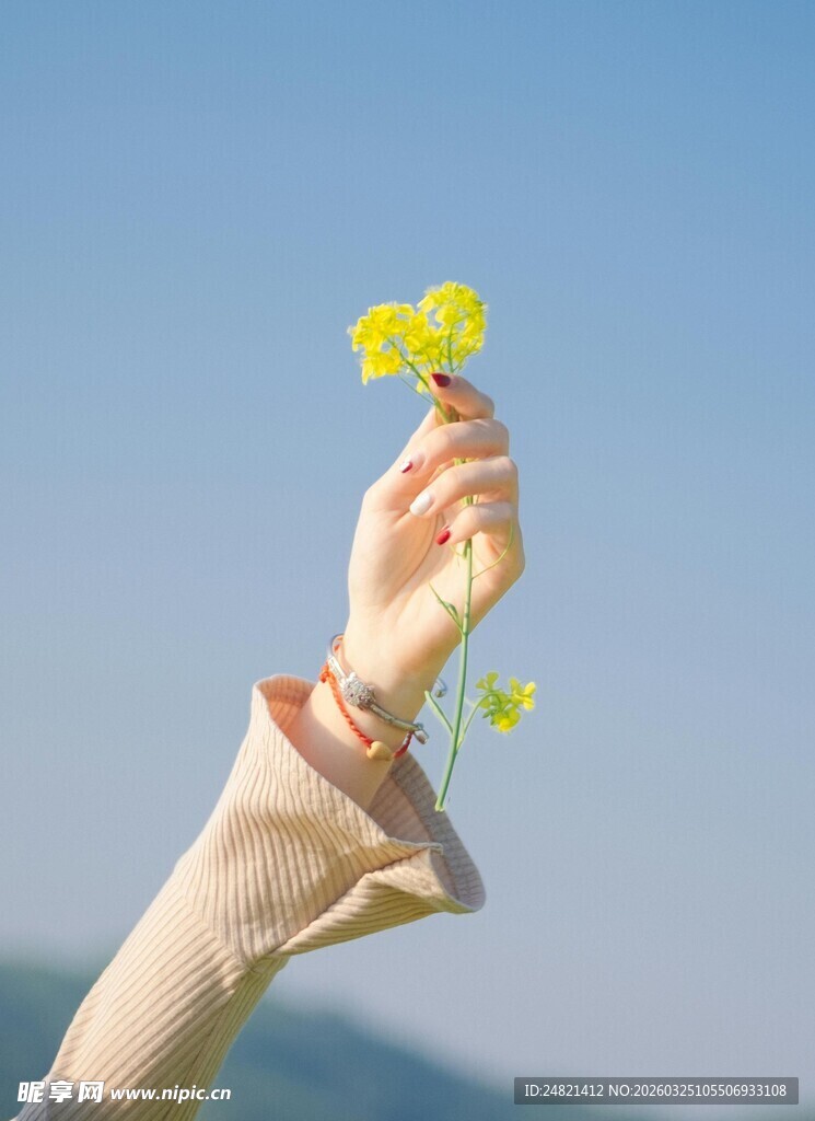 手擎小黄花