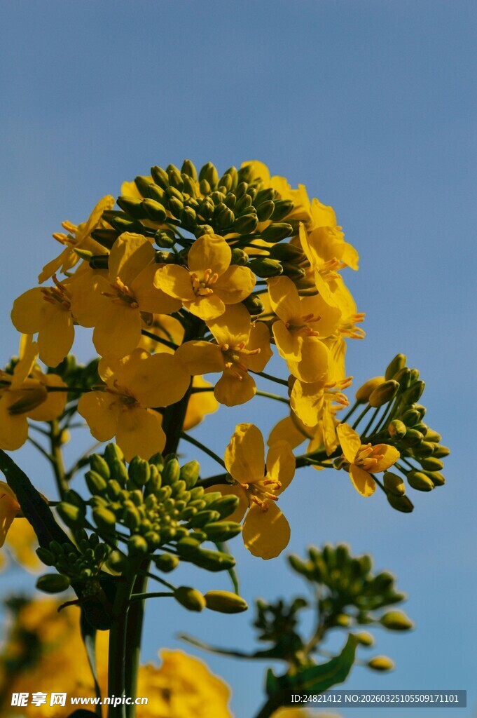 金黄油菜花绽放蓝天之下