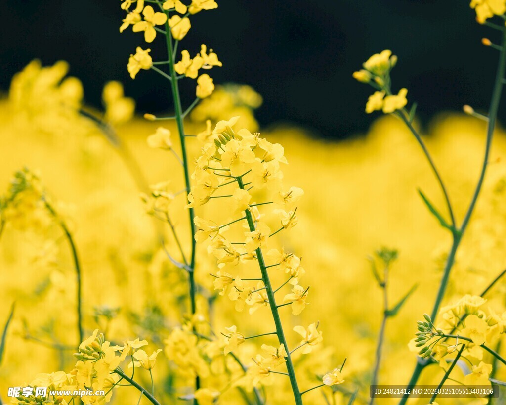 金黄灿烂的油菜花田