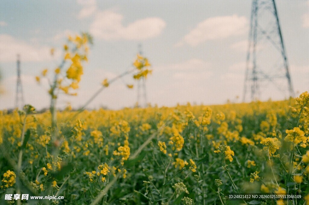 金黄油菜花田与远方电塔