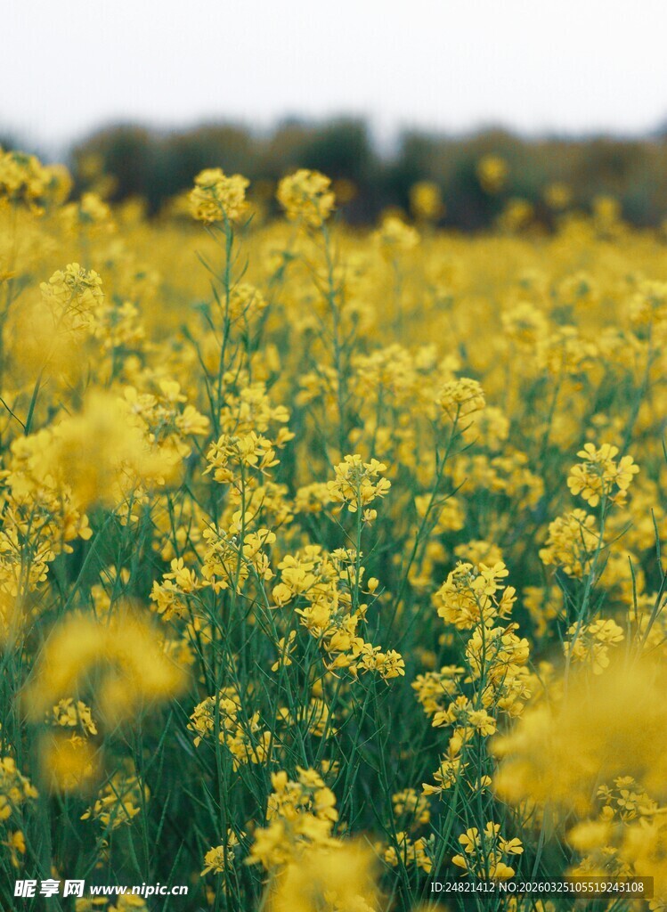 金黄油菜花田美丽景致