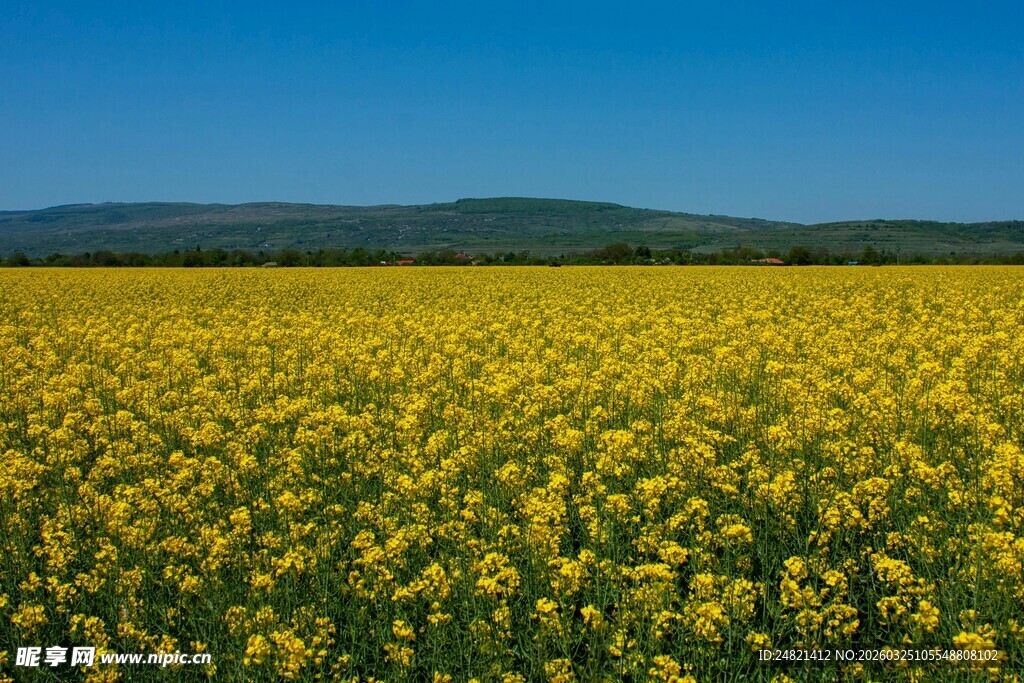 金黄油菜花田