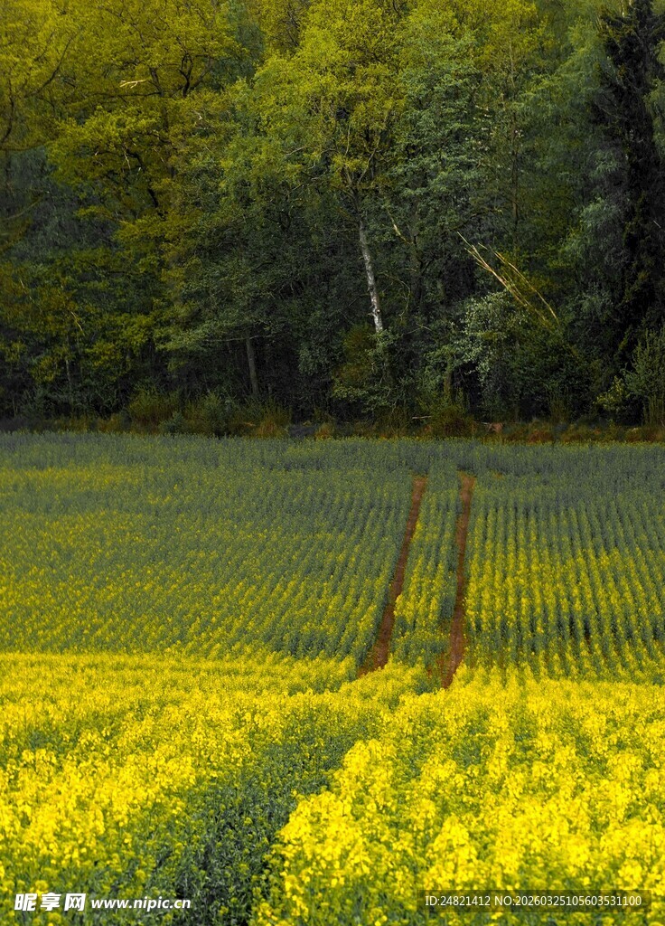 春日油菜田与葱郁树林