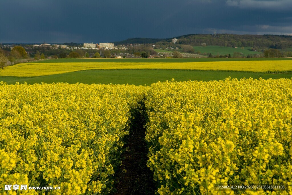 金黄油菜田与阴沉天空