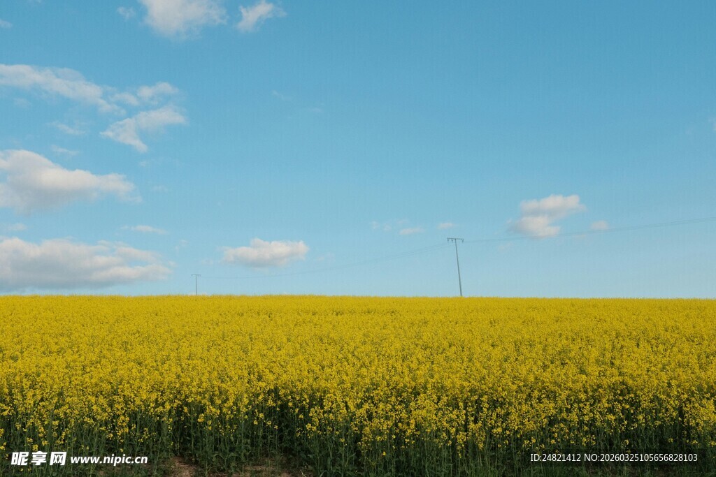 金黄油菜田