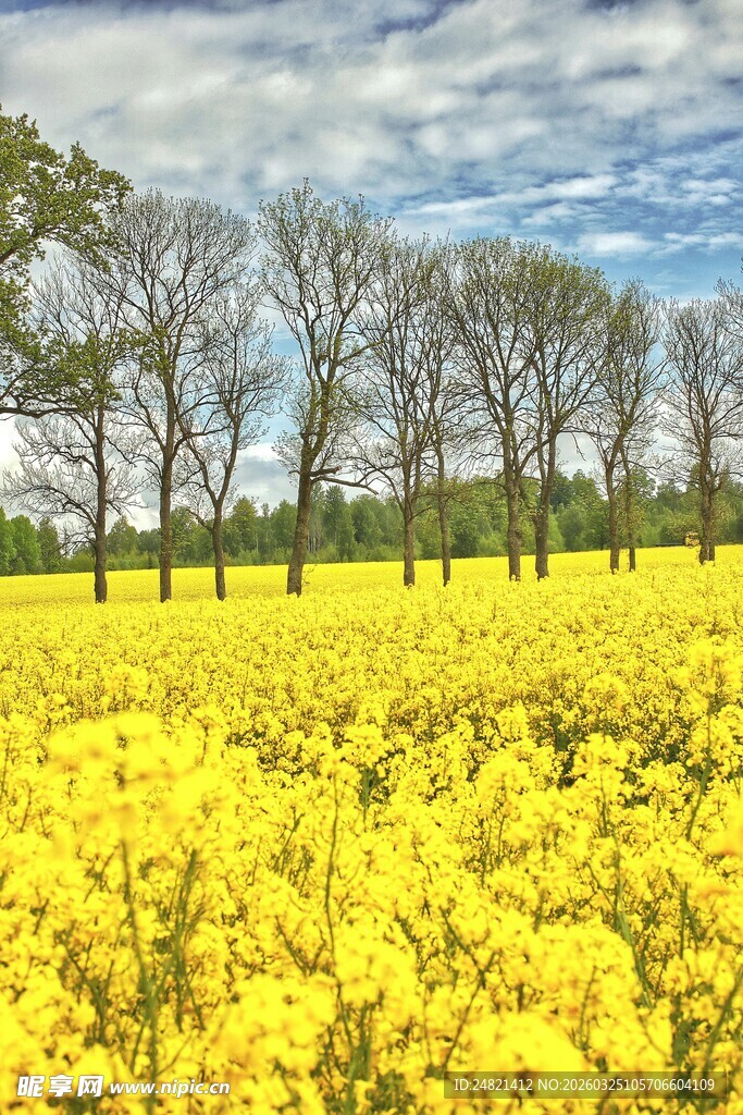 金黄油菜花田与树木景观