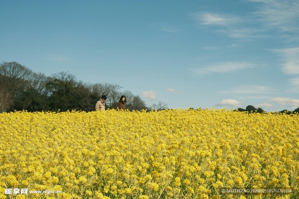 金黄油菜花田的美丽风光