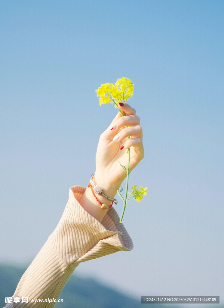 手捧黄花