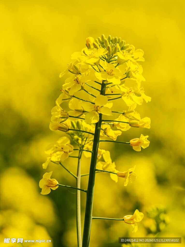 金黄油菜花特写