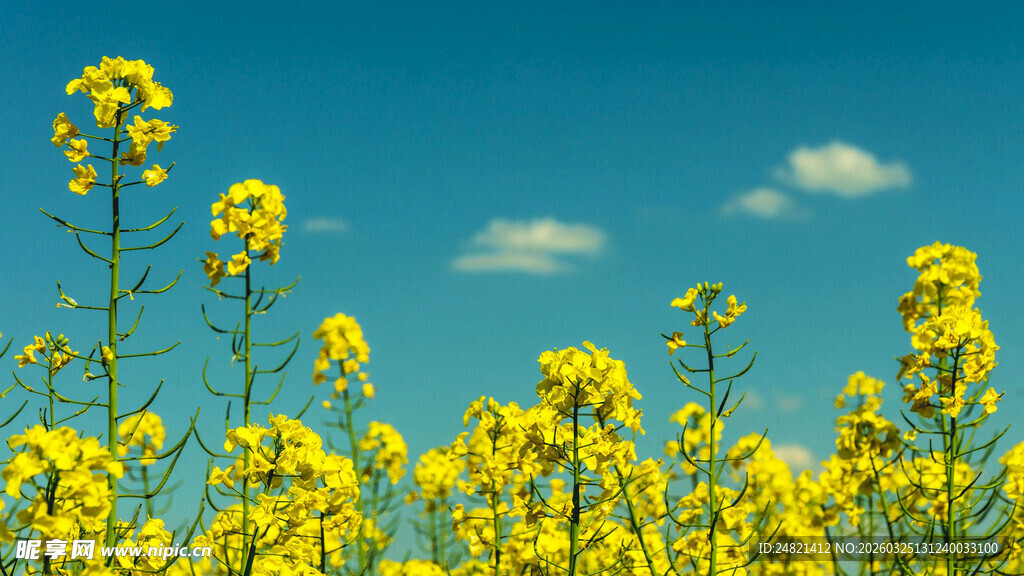 金黄油菜花绽放蓝天之下