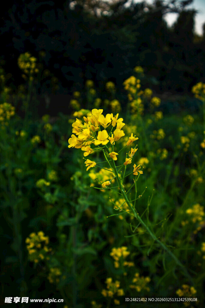 田野间绽放的黄色小花