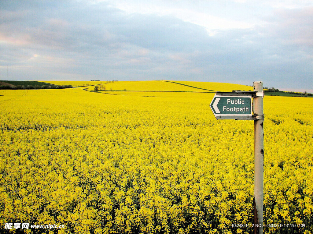 金黄油菜田中的指路牌