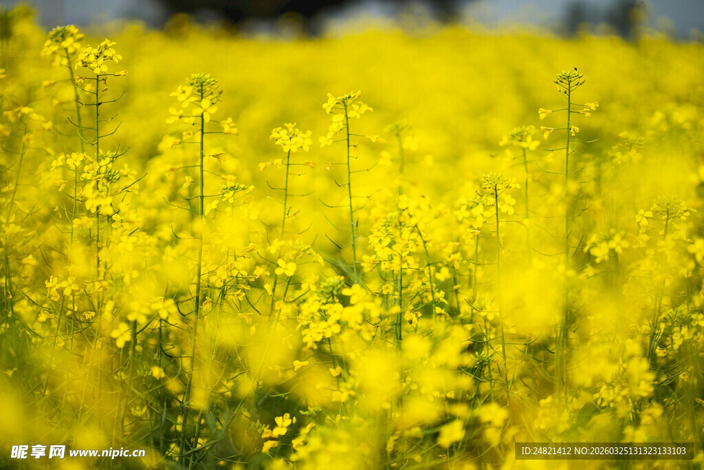 金黄灿烂的油菜花田