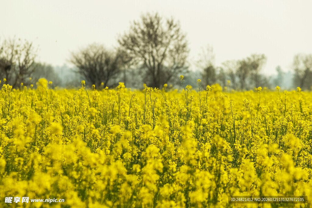 金黄油菜花海田园美景