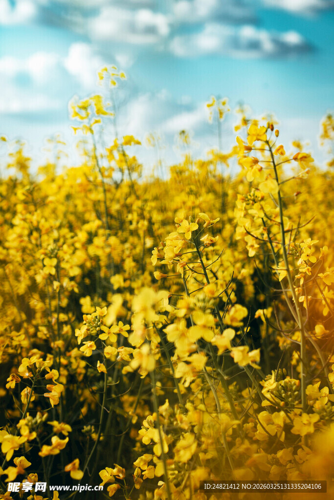 金黄油菜花海蓝天背景