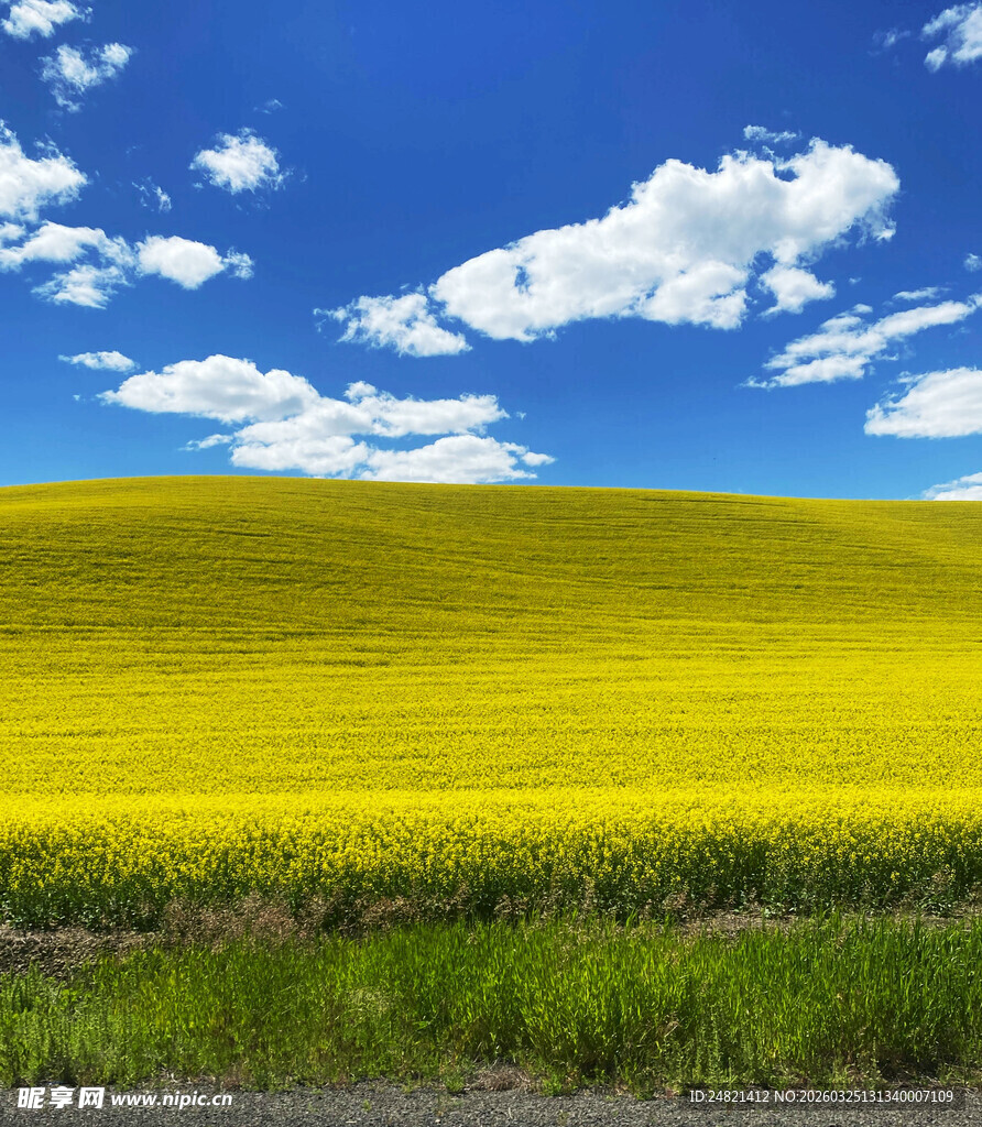 金黄油菜田与蓝天美景