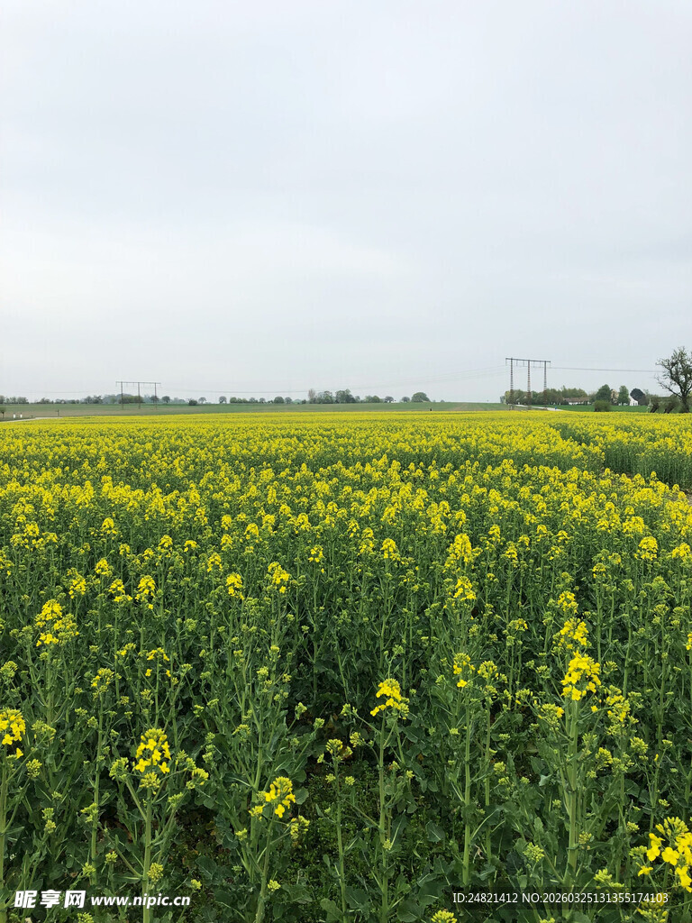 金黄油菜花田的田园风光