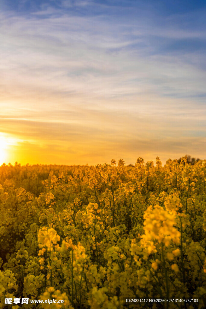 夕阳下的金黄花海
