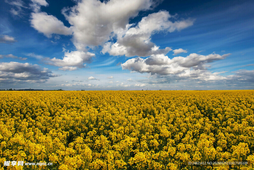 金黄花田与蓝天白云美景