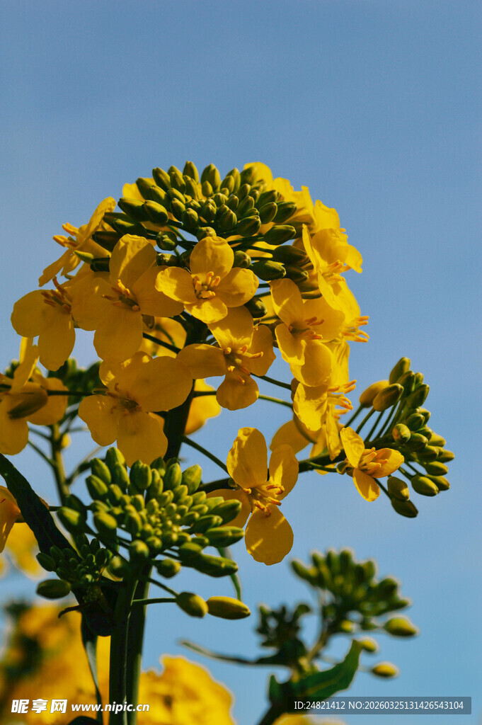 金黄油菜花绽放蓝天之下