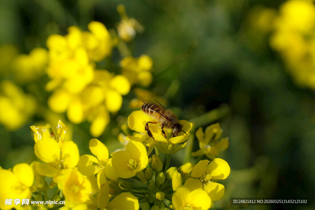 蜜蜂采蜜于黄色花丛中