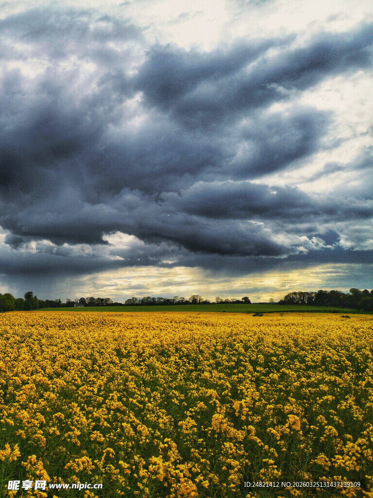 乌云下的金黄油菜花田