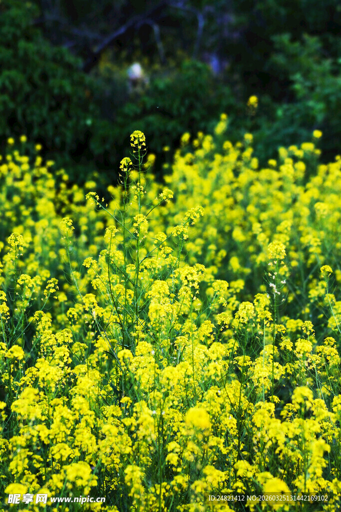 金黄油菜花田绽放美景