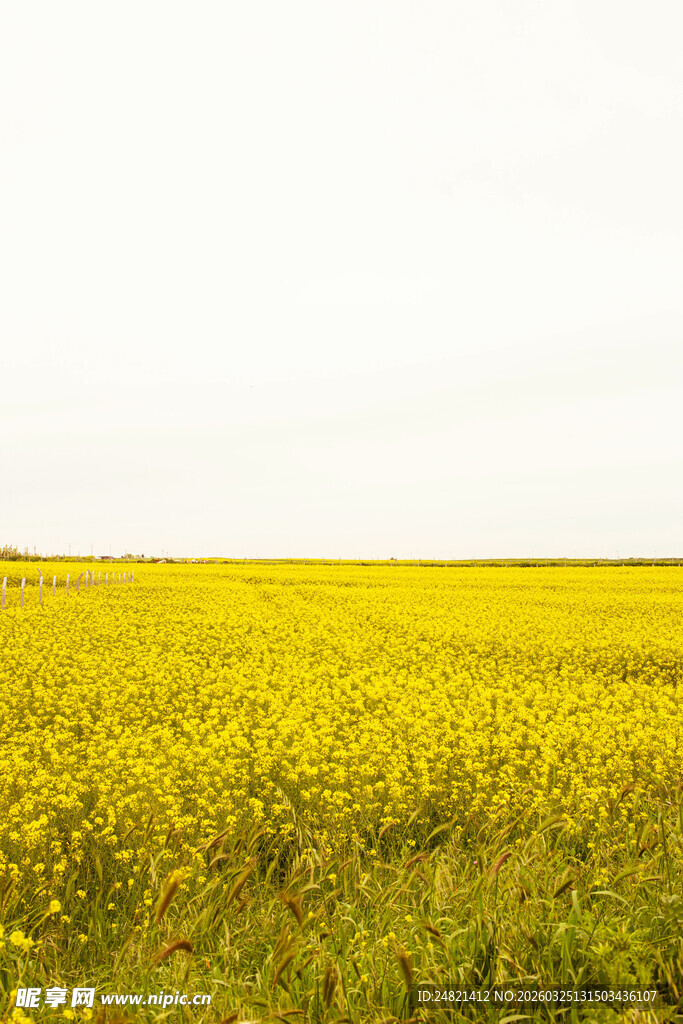 金黄灿烂的油菜花海