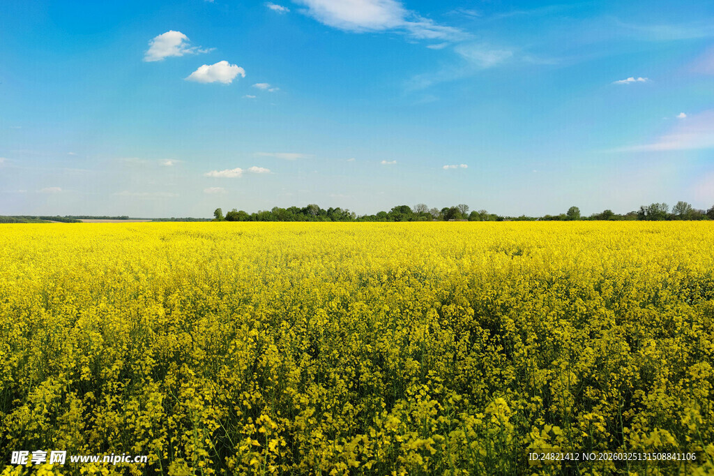 金黄油菜田