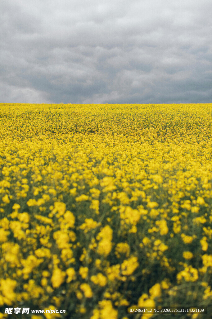 金黄油菜花田