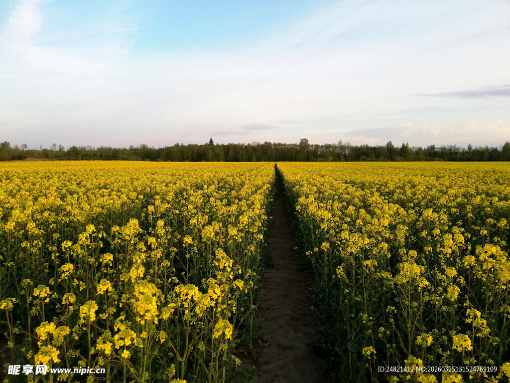金黄油菜花田中的小径