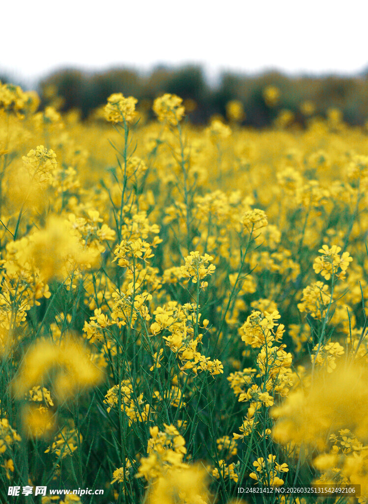 金黄油菜花海美景