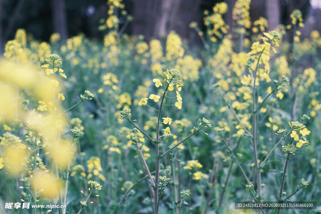 春日烂漫油菜花田景色