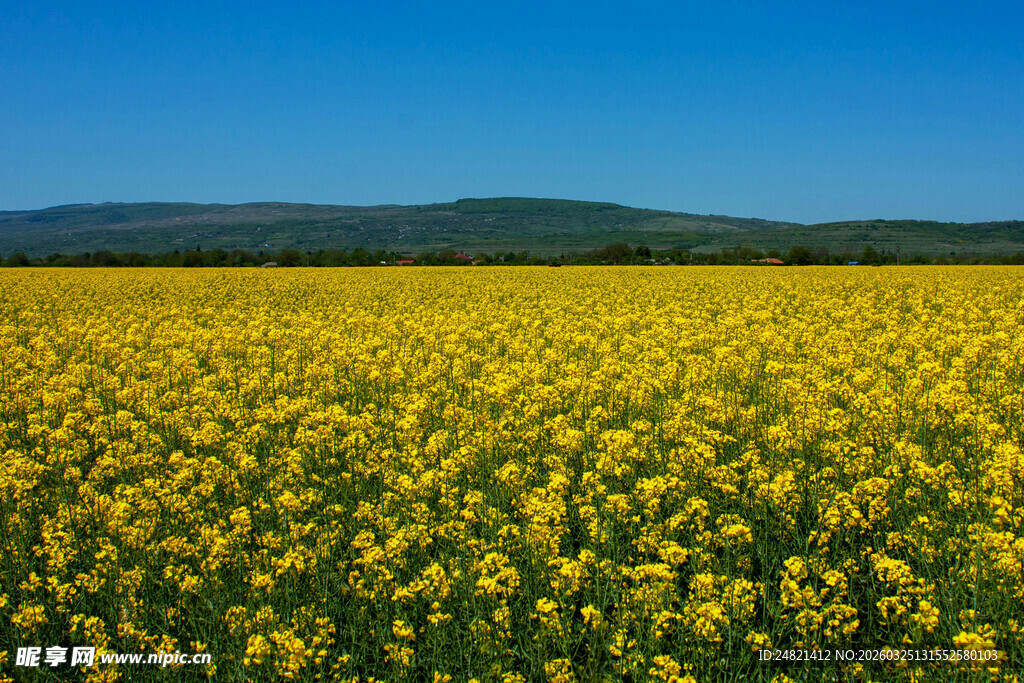 金黄油菜花海