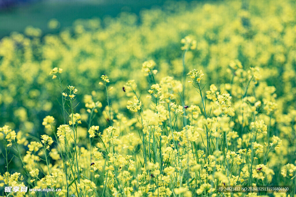 春日油菜花田美景