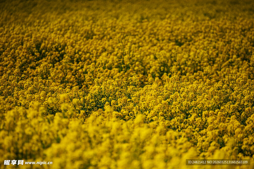 金色油菜花田美景