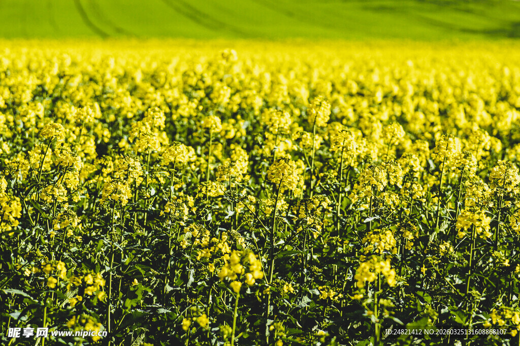 金黄灿烂的油菜花海