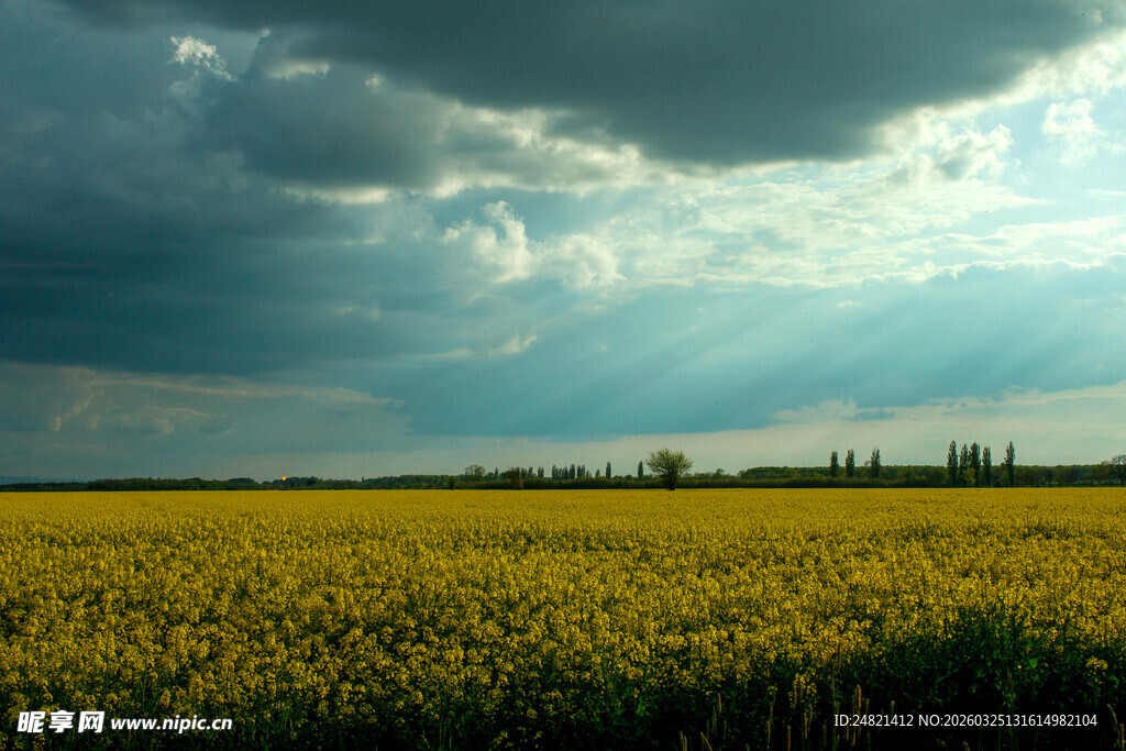 金黄原野上的天光云影