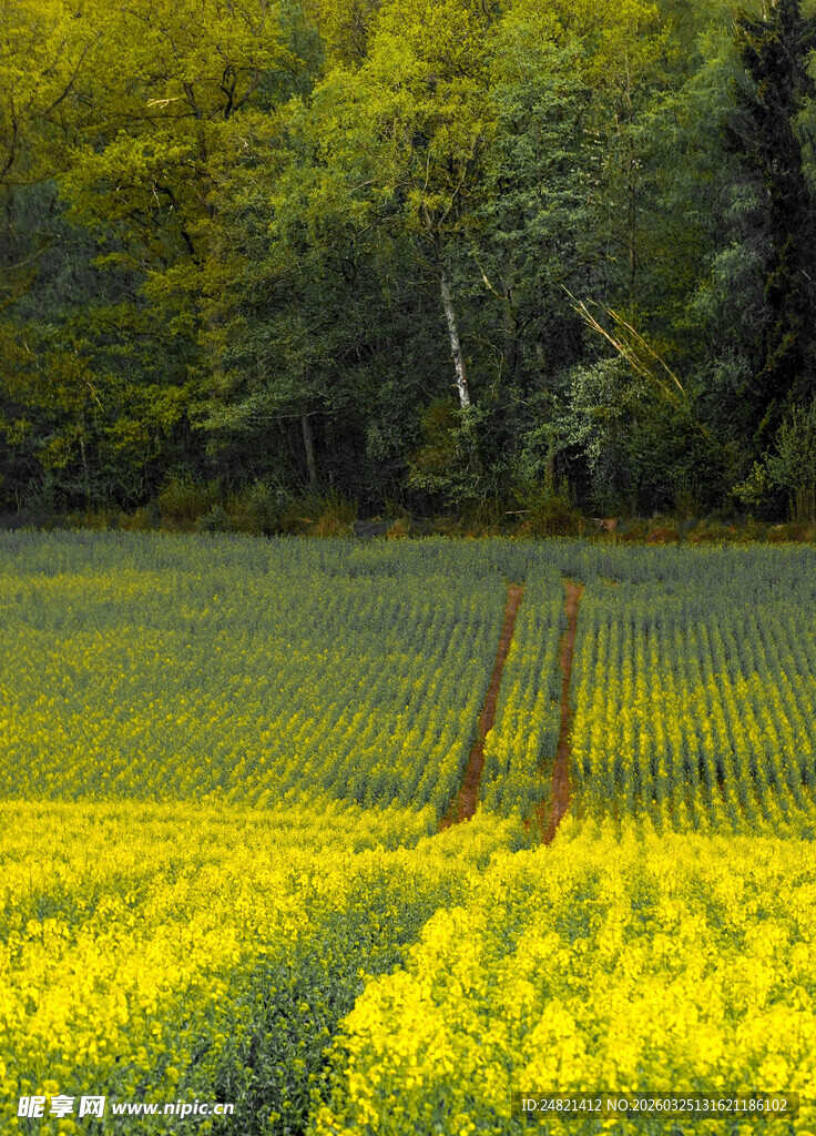 金黄油菜花田与林间景致