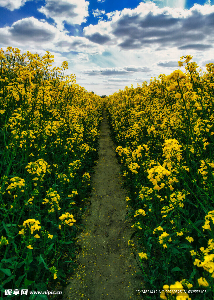 金黄油菜花中的乡间小径