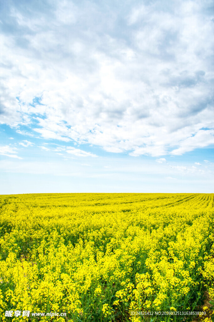 金黄油菜花田与蓝天白云