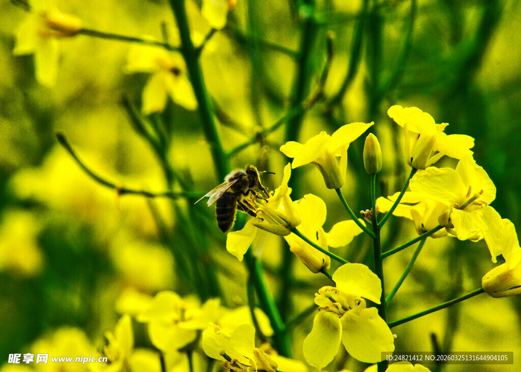 蜜蜂采蜜于灿烂油菜花间