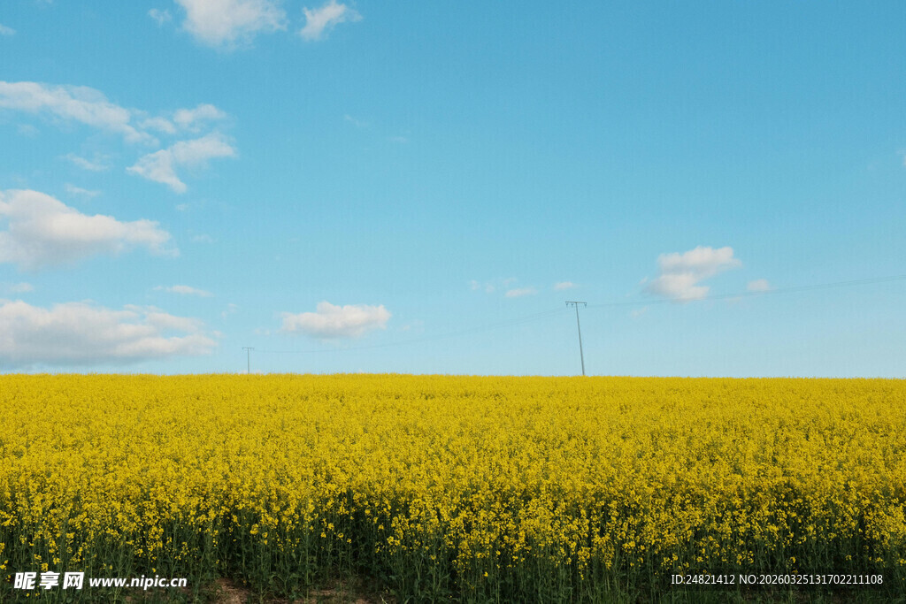 金黄油菜田
