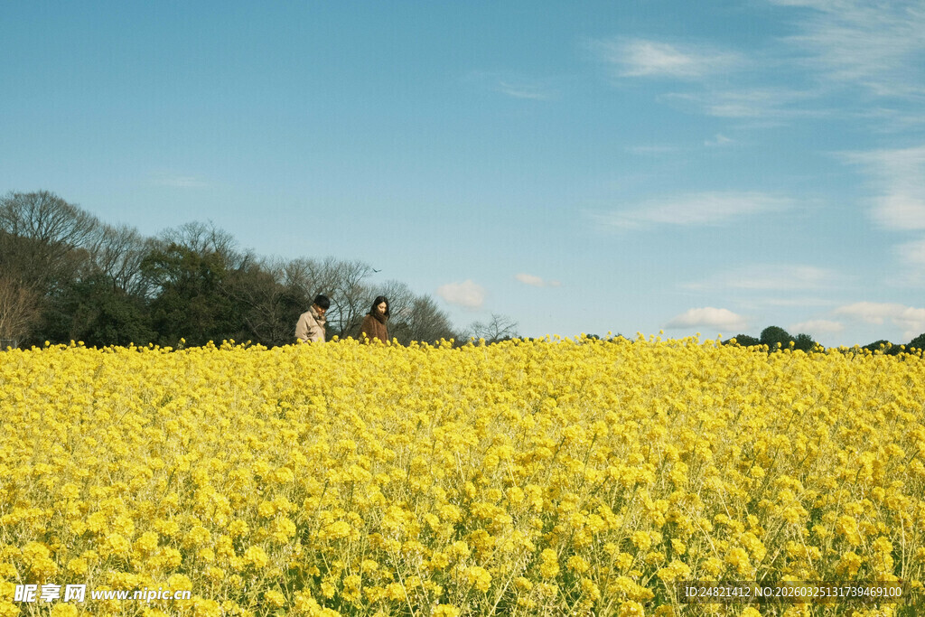 金黄油菜花海